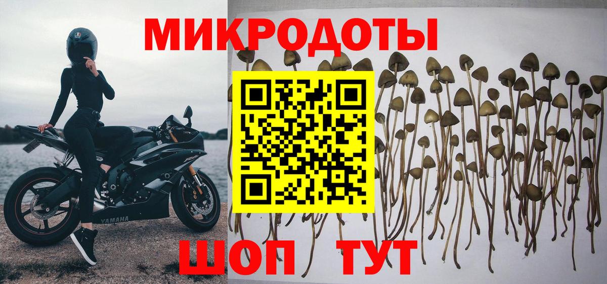 Малоярославец  Галлюциногенные грибы прущие грибы  Галлюциногенные грибы Psilocybe  Вход с VPN 